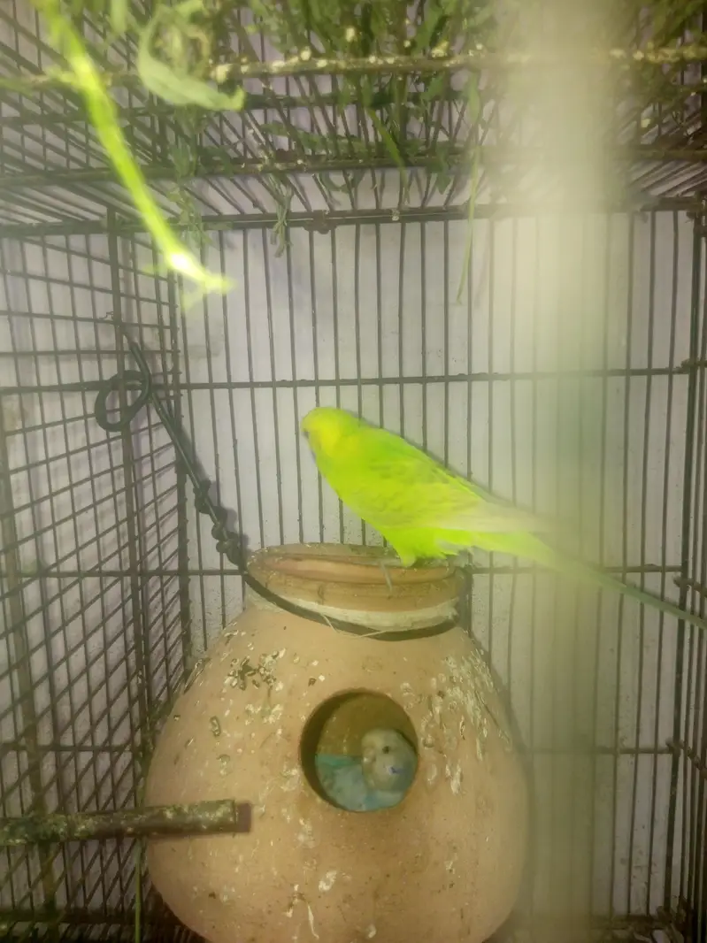 All setup sale , Budgies, Ringneck, pigeon, Rabbots — photo 3