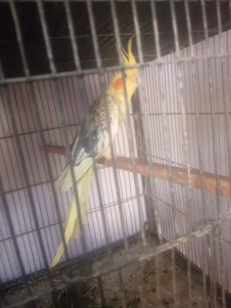 All setup sale , Budgies, Ringneck, pigeon, Rabbots — photo 4