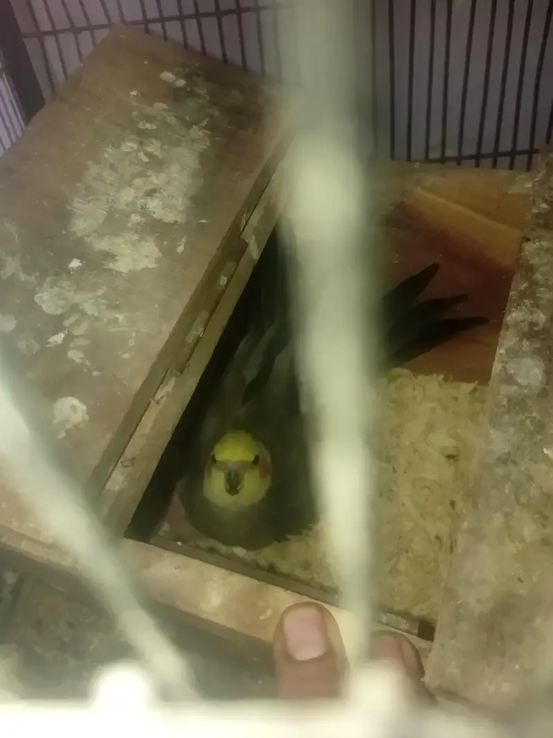 All setup sale , Budgies, Ringneck, pigeon, Rabbots — photo 5