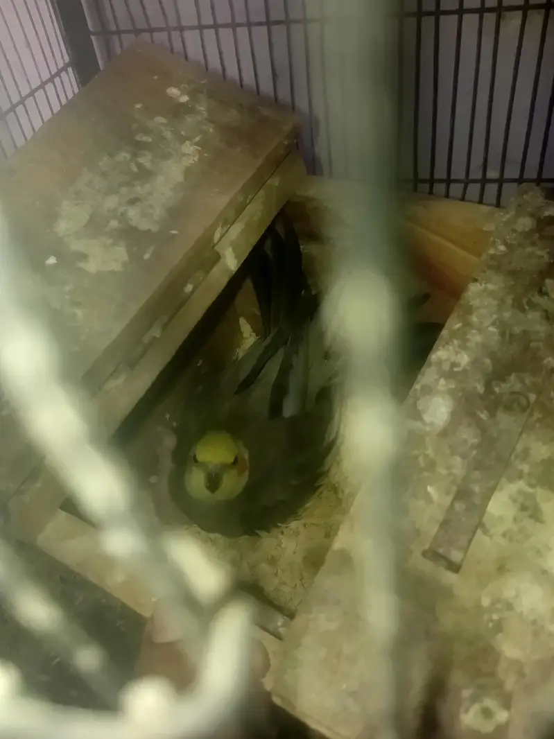 All setup sale , Budgies, Ringneck, pigeon, Rabbots — photo 6