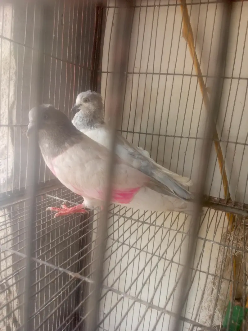 All setup sale , Budgies, Ringneck, pigeon, Rabbots — photo 7