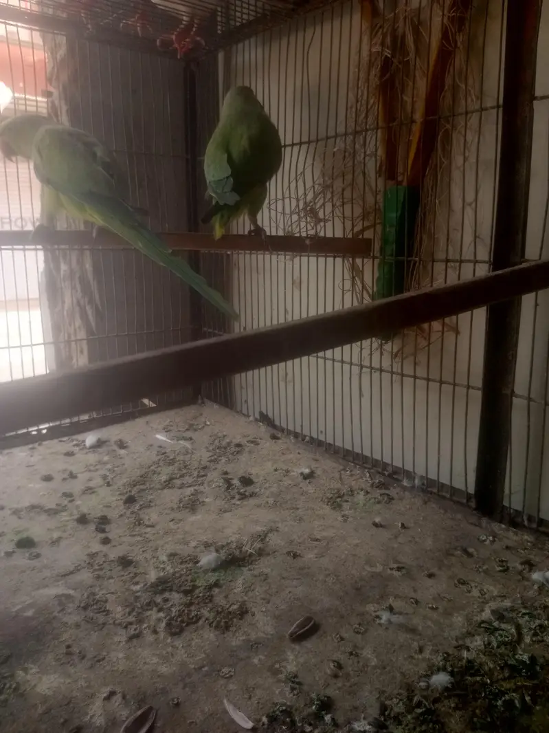 All setup sale , Budgies, Ringneck, pigeon, Rabbots — photo 9