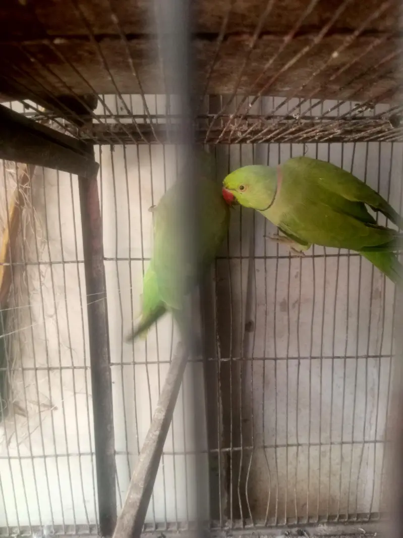 All setup sale , Budgies, Ringneck, pigeon, Rabbots — photo 10
