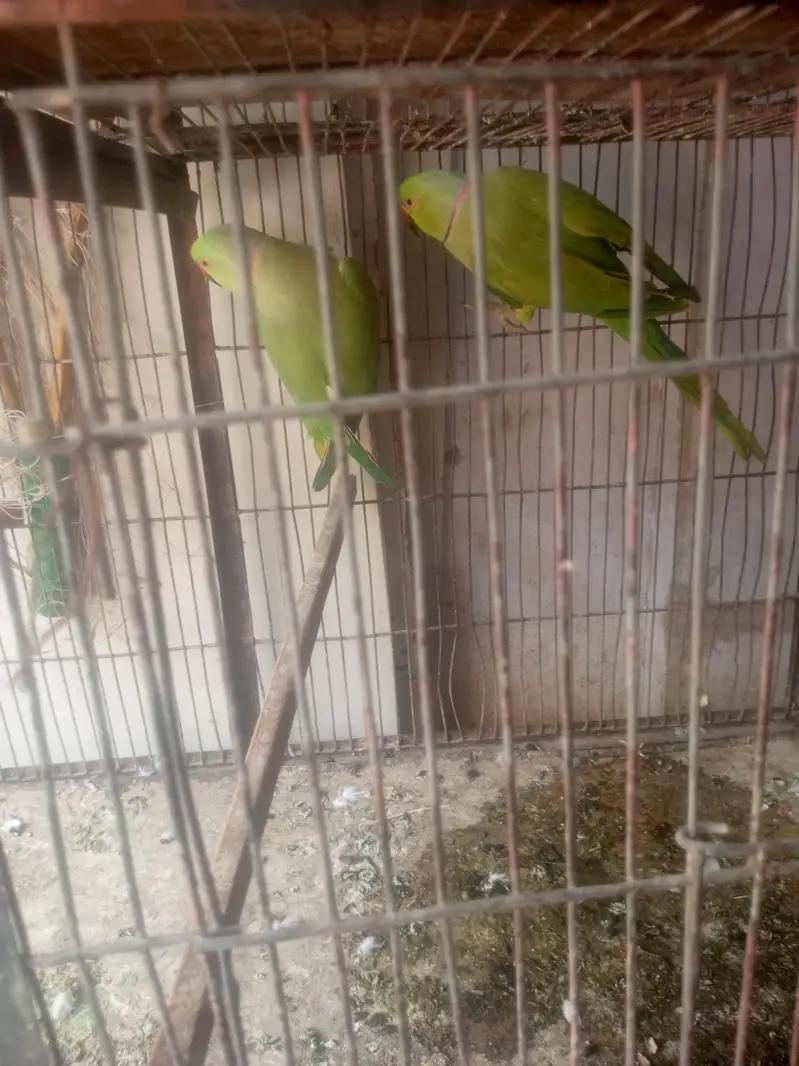All setup sale , Budgies, Ringneck, pigeon, Rabbots — photo 11