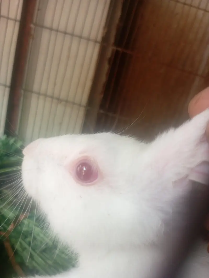 All setup sale , Budgies, Ringneck, pigeon, Rabbots — photo 12