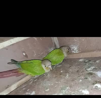 raw breeder pair available pineapple conour breeder