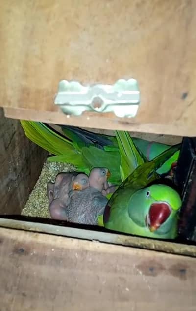 raw breeder pair available