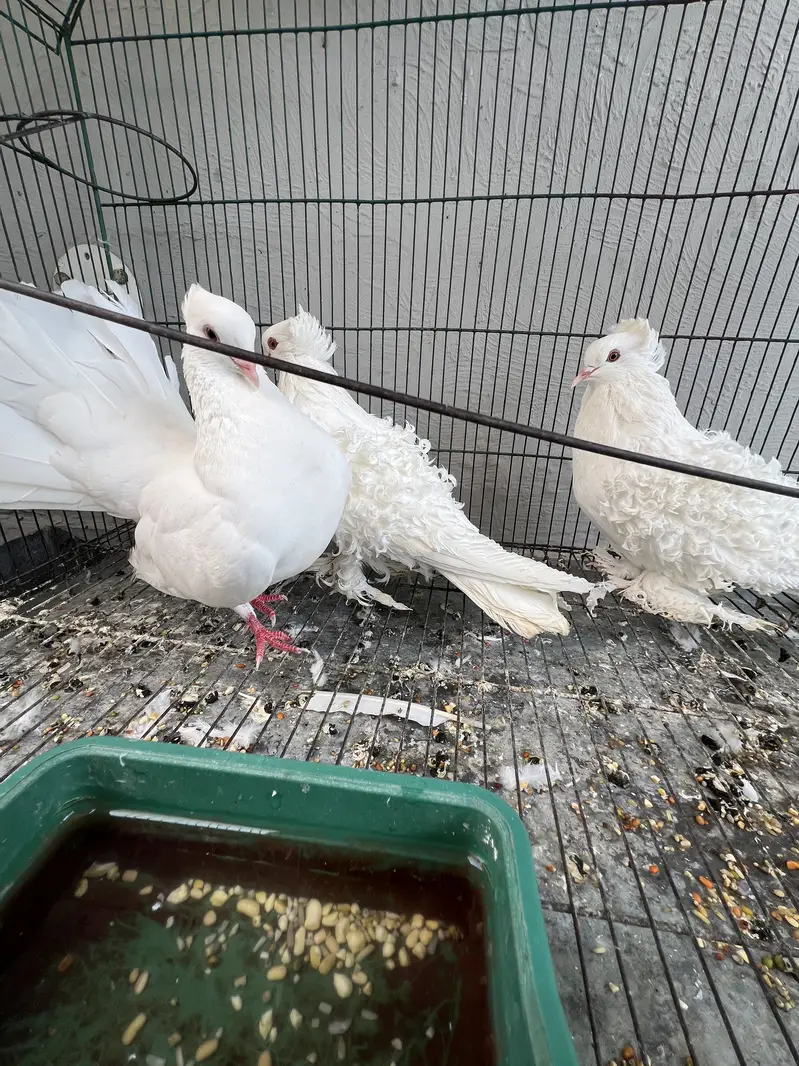 Frill pigeons — photo 2