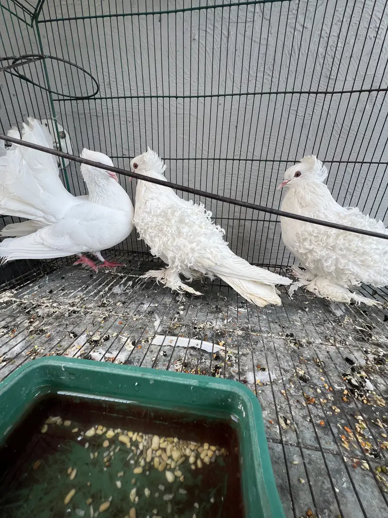 Frill pigeons — photo 3