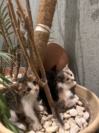 Double coated Persian kittens