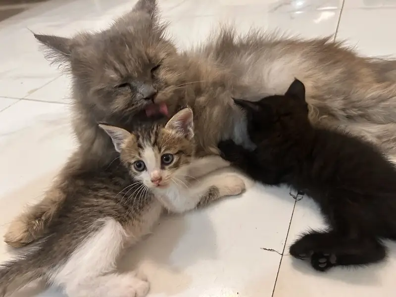 Double coated Persian kittens — photo 2