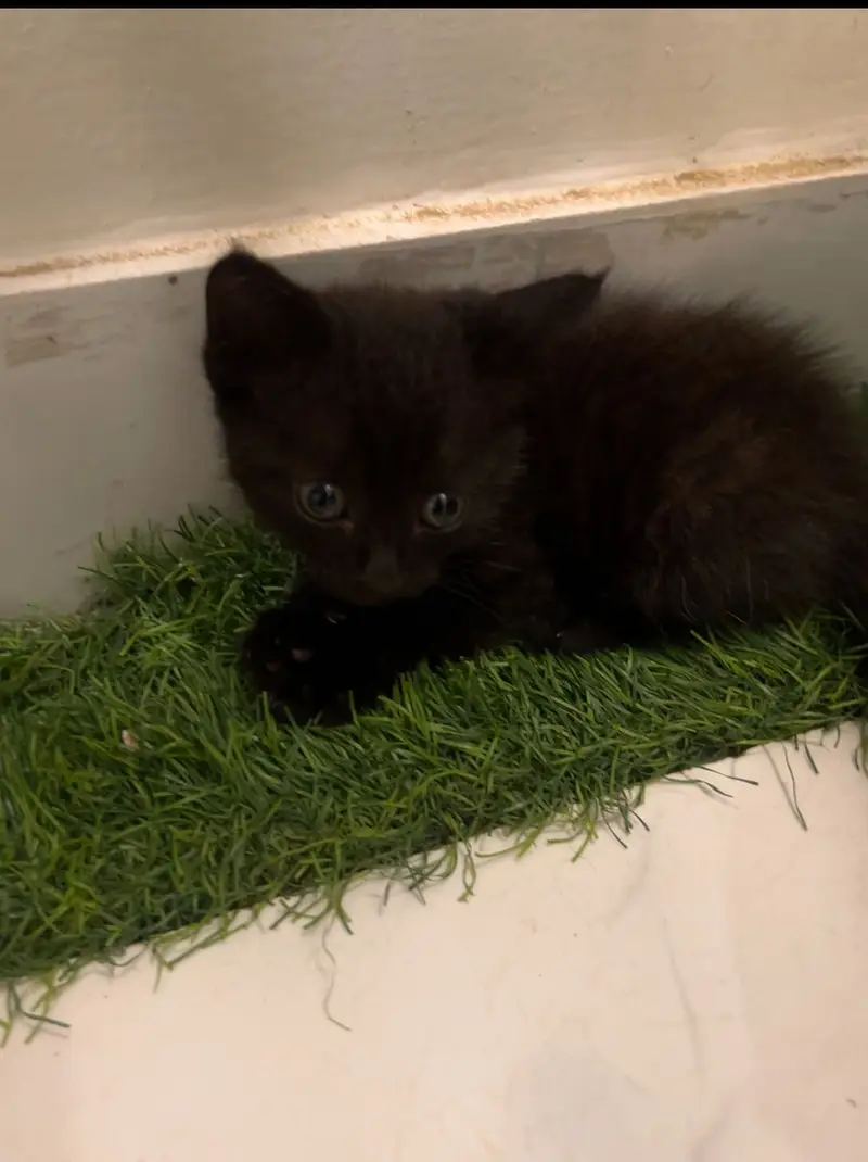 Double coated Persian kittens — photo 4