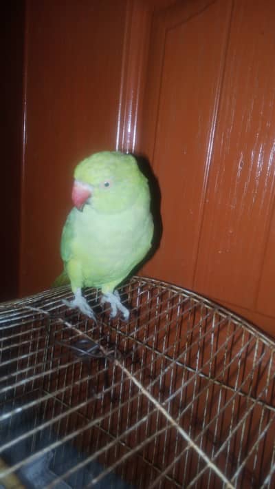 Green PARIOT 5 month age