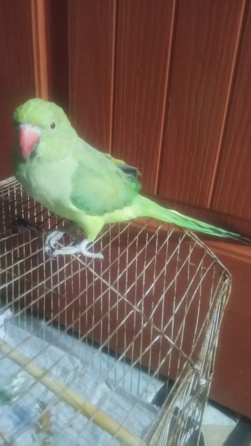 Green PARIOT 5 month age — photo 2