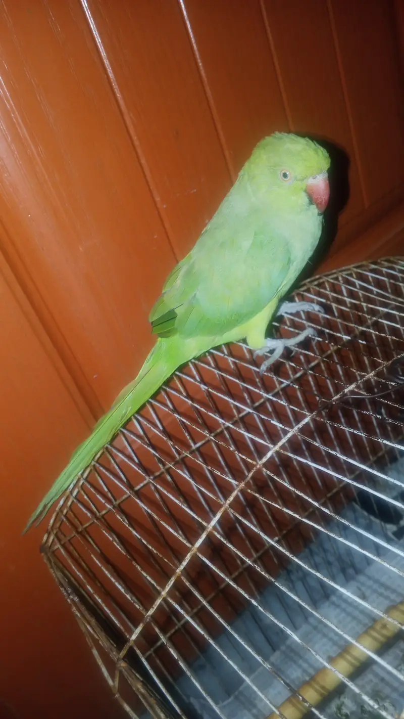 Green PARIOT 5 month age — photo 3