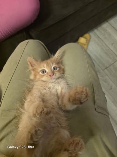 4 person kittens