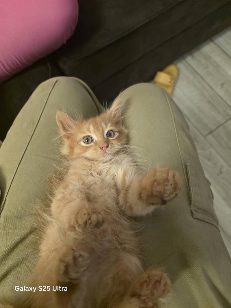 4 persion kittens 1