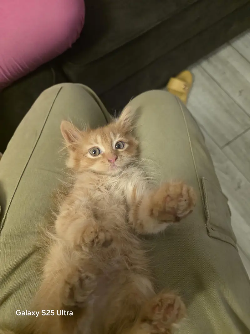 4 person kittens — photo 2