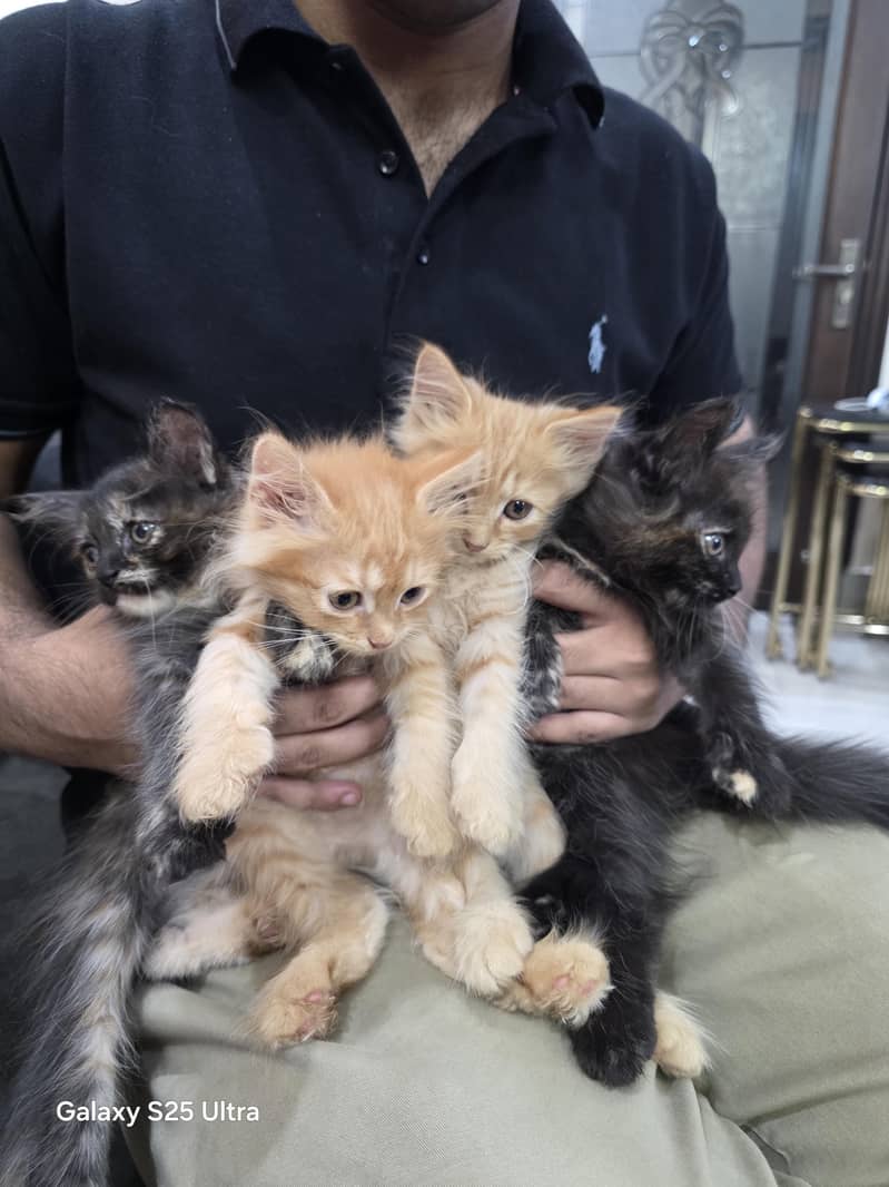 4 persion kittens 2