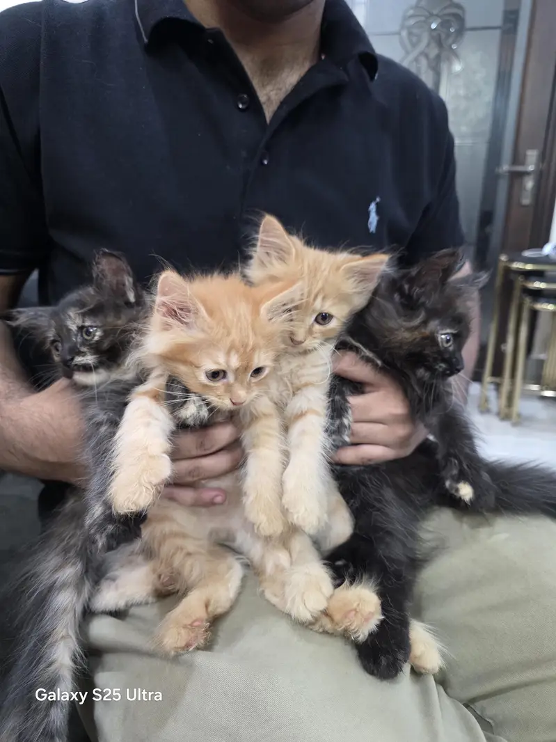 4 person kittens — photo 3