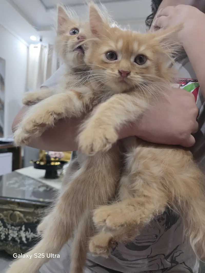 4 person kittens — photo 4
