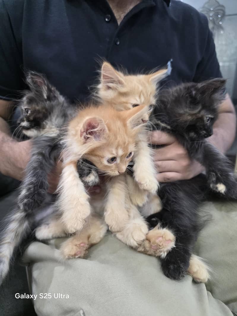 4 persion kittens 4