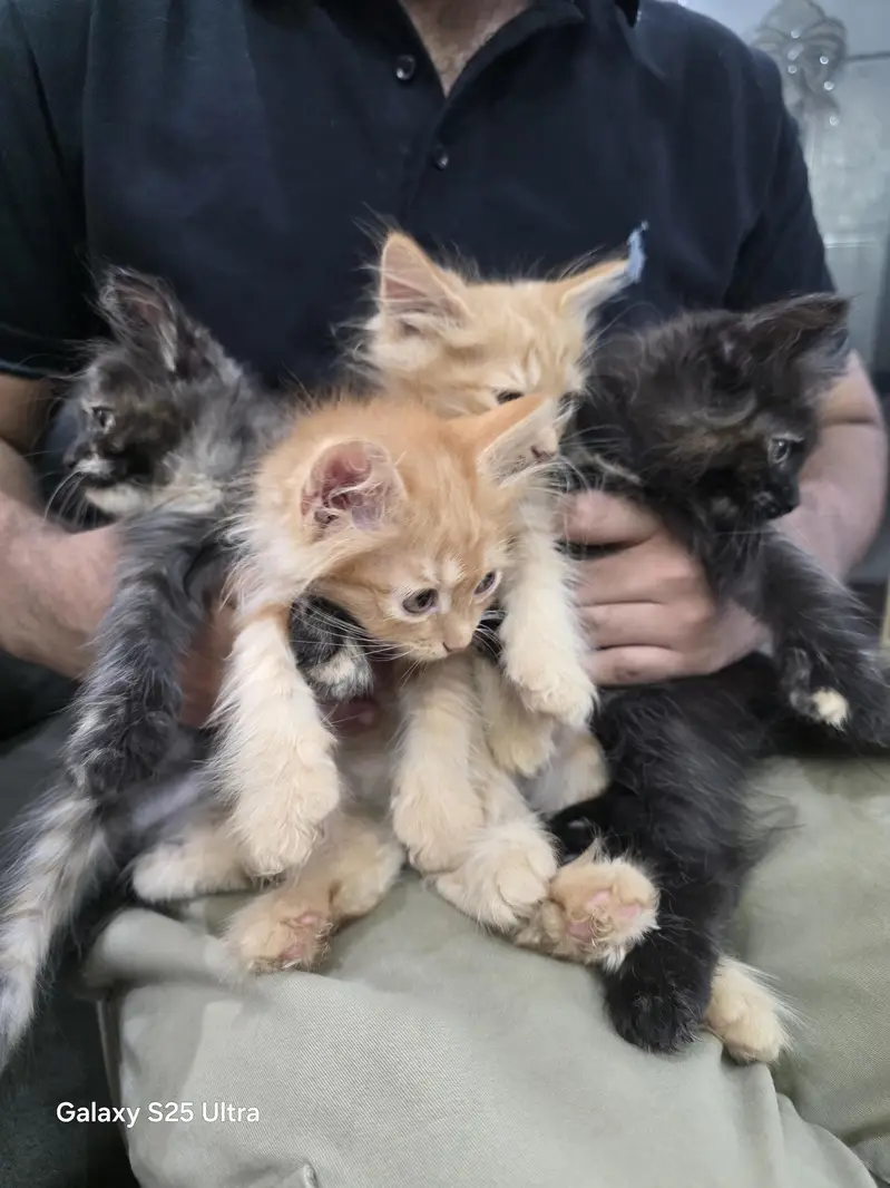 4 person kittens — photo 5