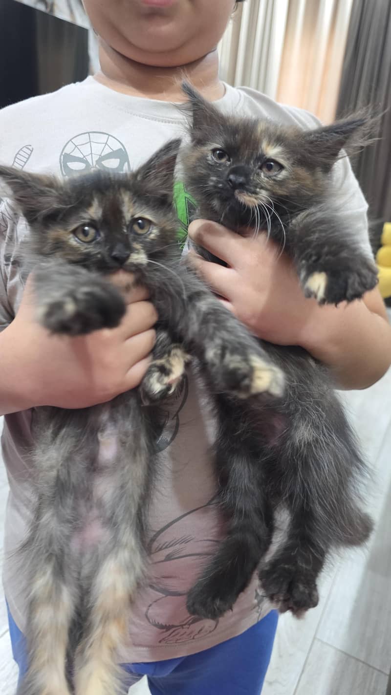4 persion kittens 5