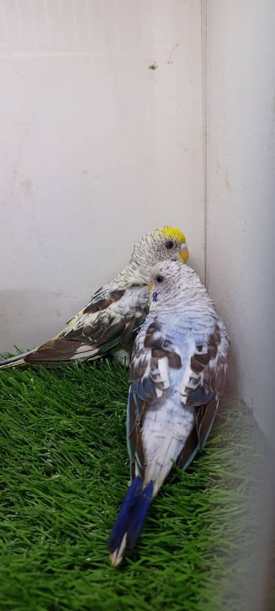 budgie pairs