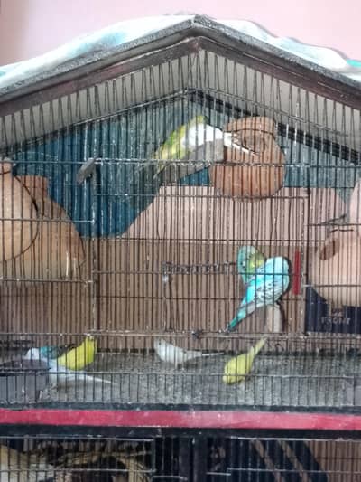 budgie pairs