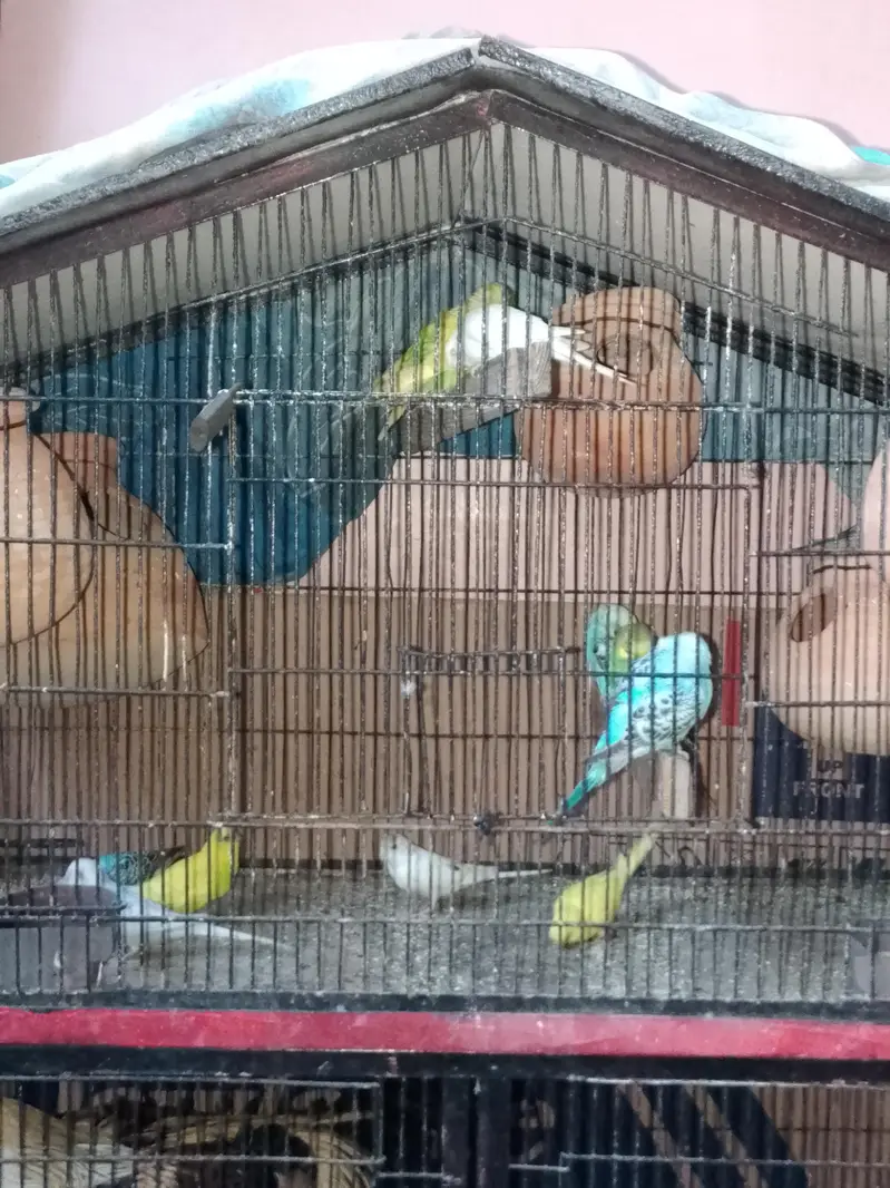 budgie pairs — photo 3