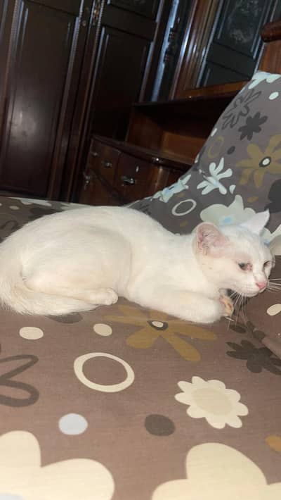 pure white female cat