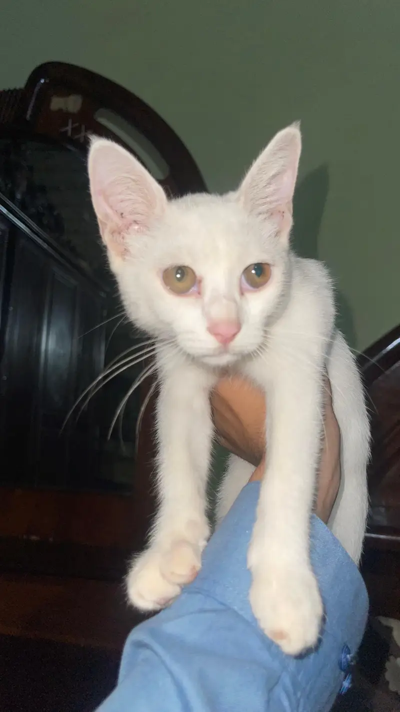 pure white female cat — photo 2
