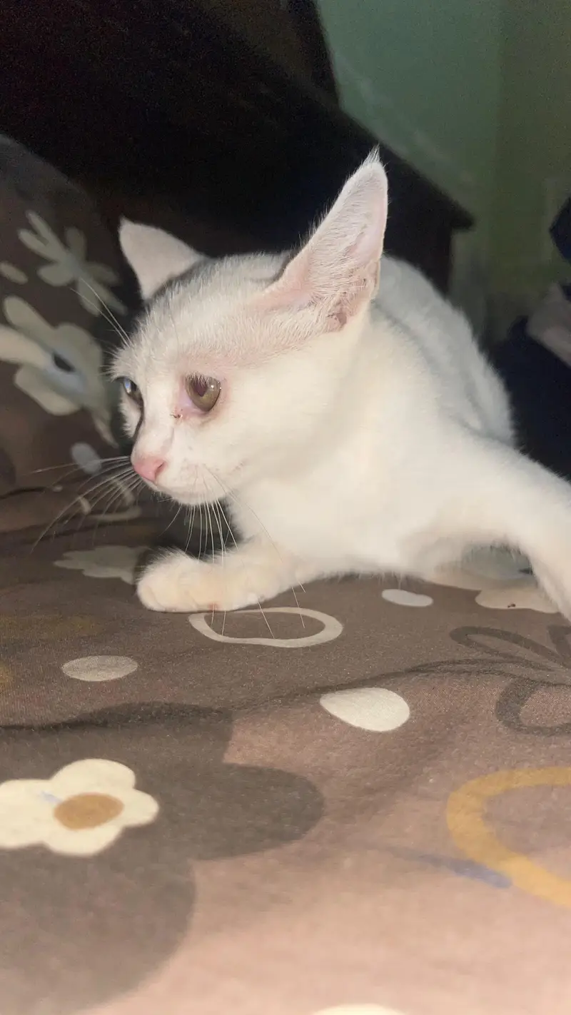 pure white female cat — photo 3