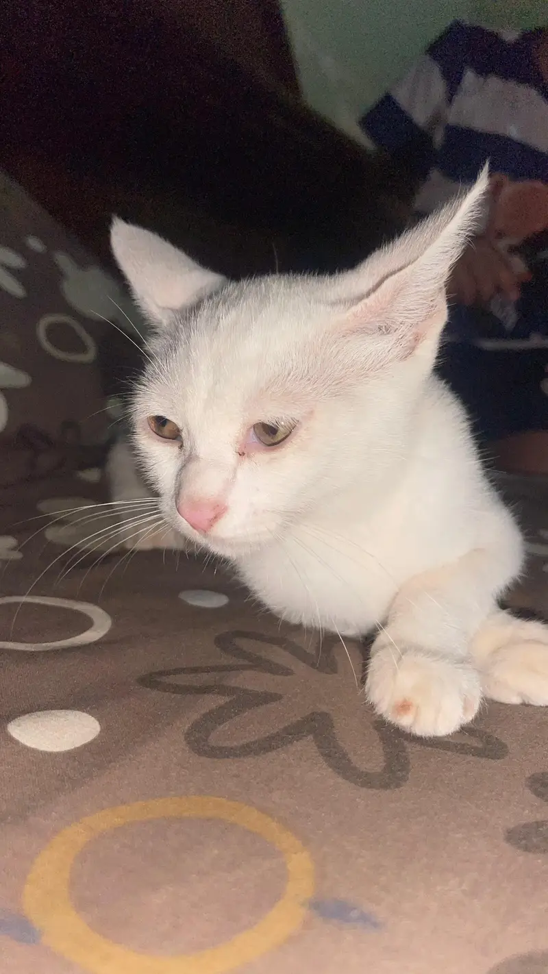 pure white female cat — photo 4