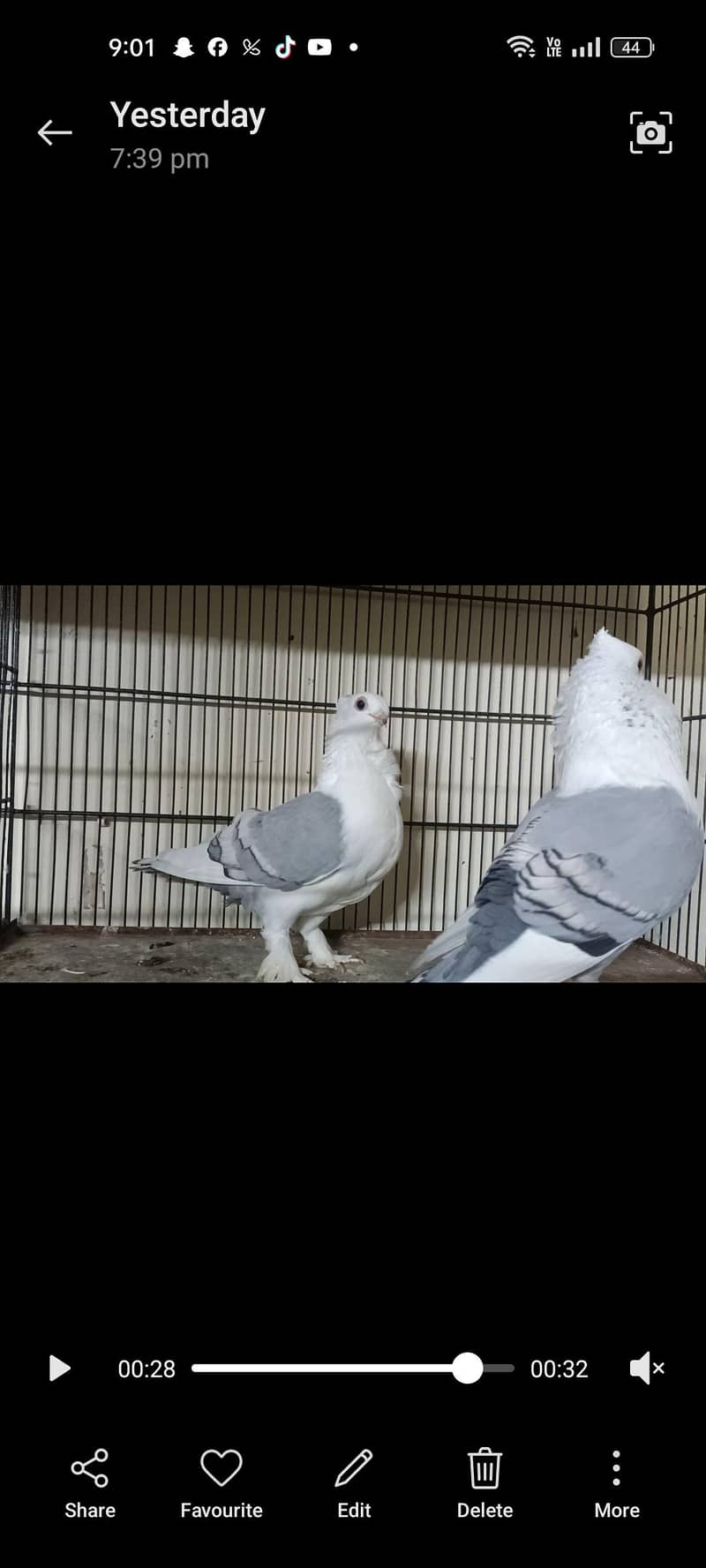 settinate breeder pair available 0