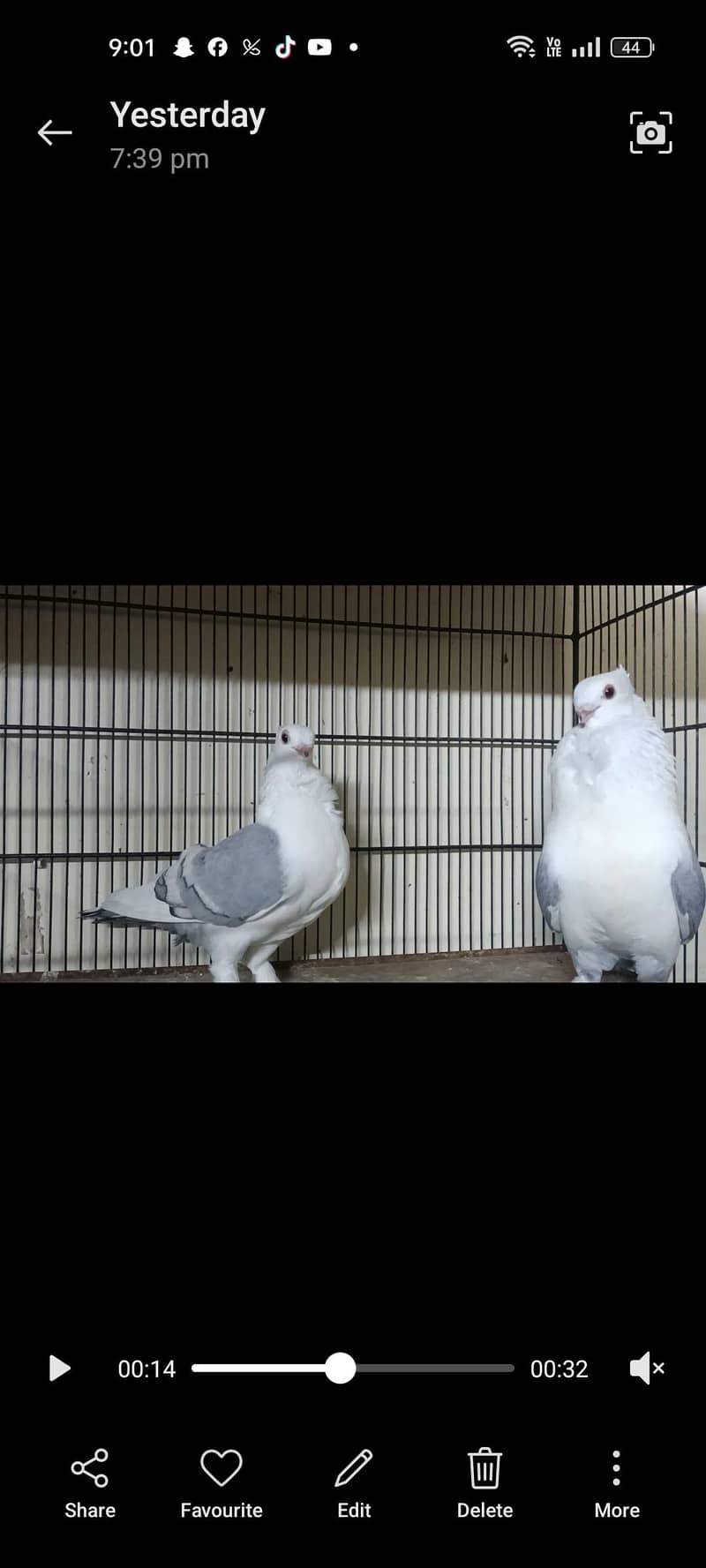 settinate breeder pair available 1