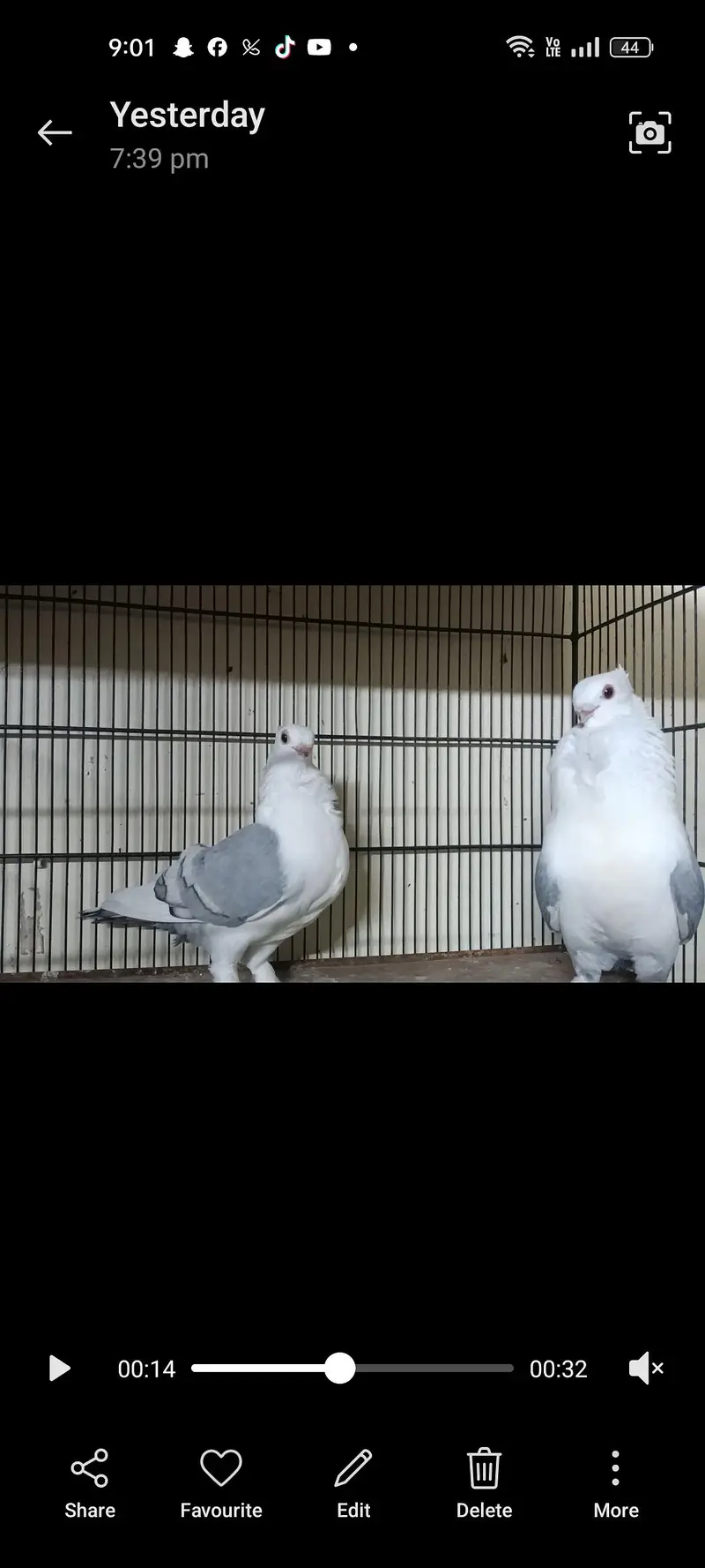 settinate breeder pair available — photo 2