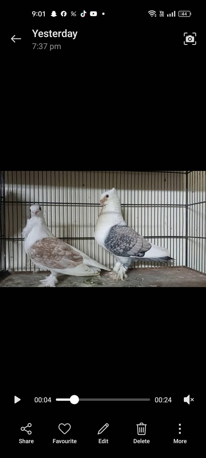 settinate breeder pair available 2
