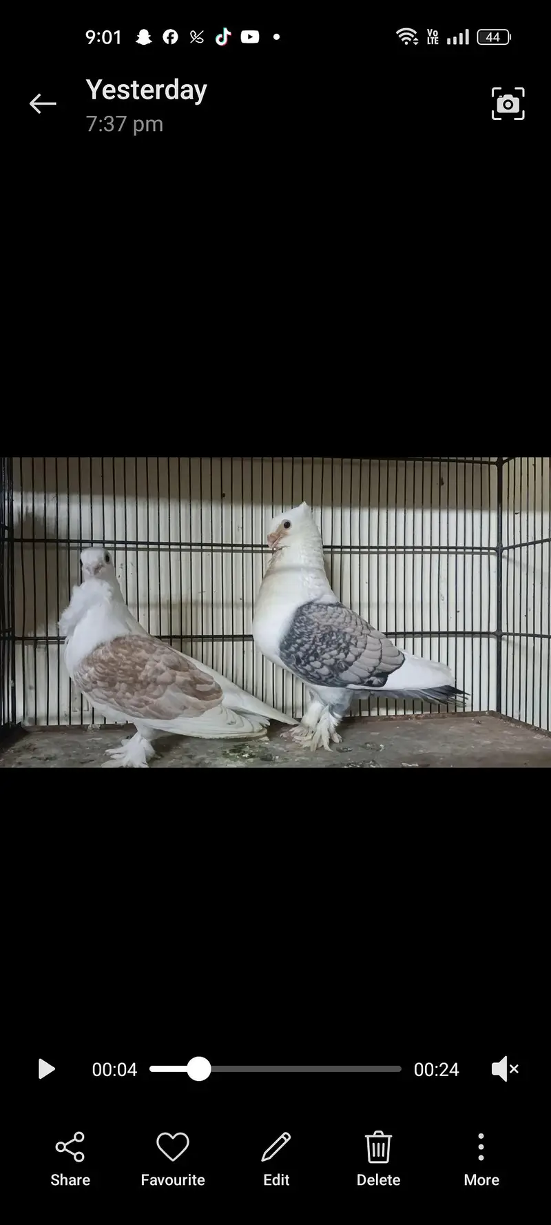 settinate breeder pair available — photo 3