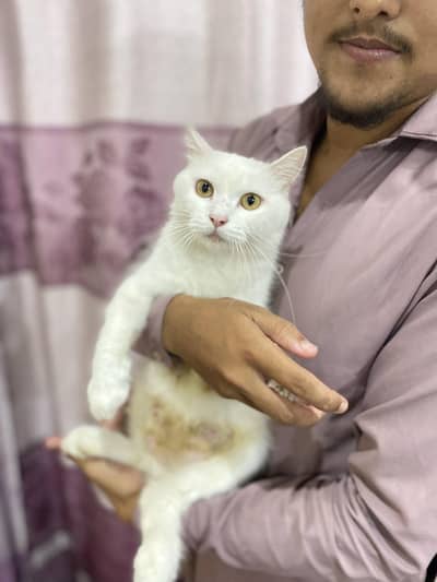 Persion cat double coated