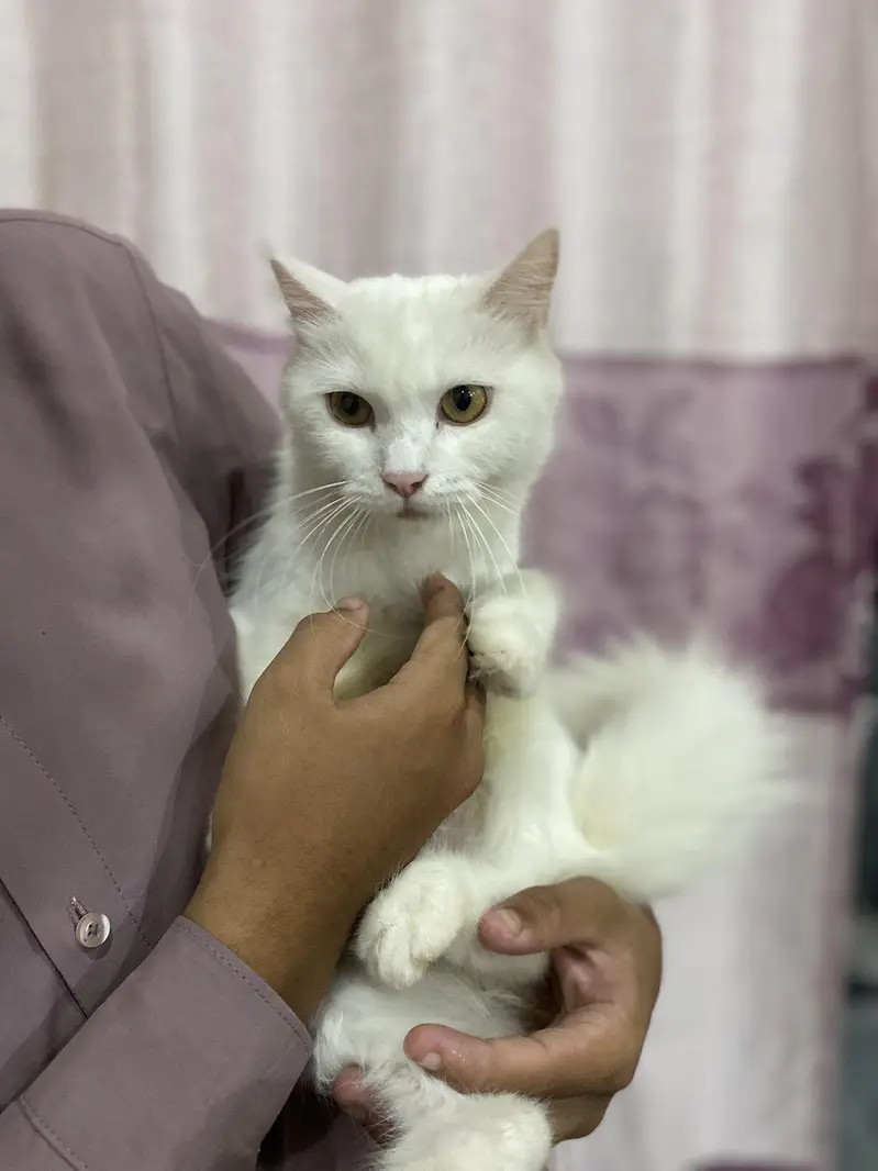 Persion cat double coated — photo 2