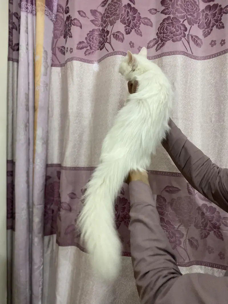 Persion cat double coated — photo 3