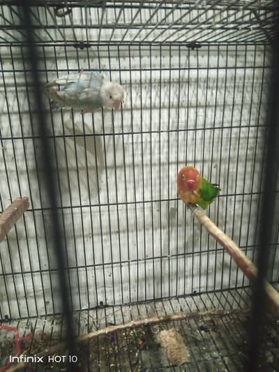 love birds breeder pair