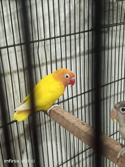 love birds breeder pair