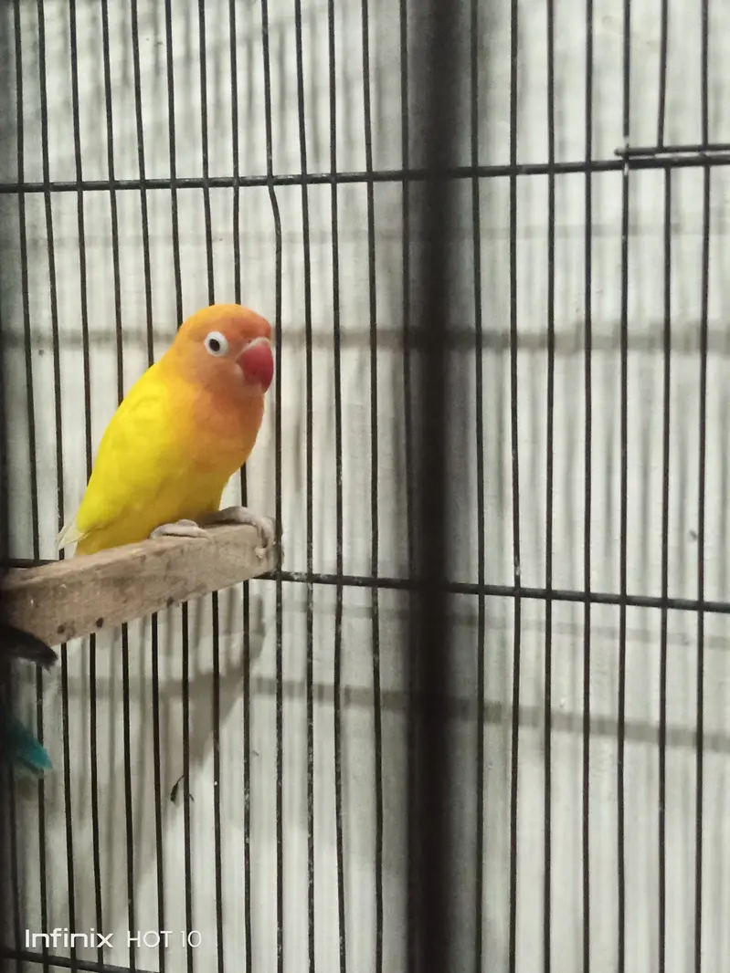 love birds breeder pair — photo 2