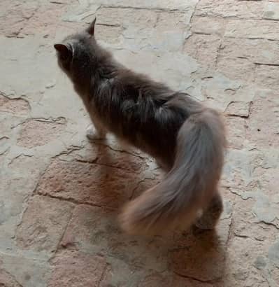 Persian Cat (Doll Face)