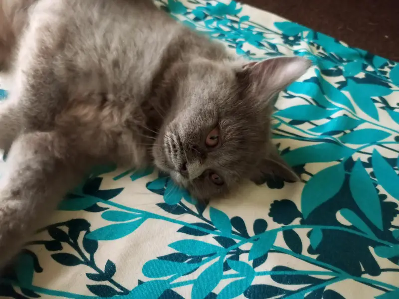 Persian Cat (Doll Face) — photo 2