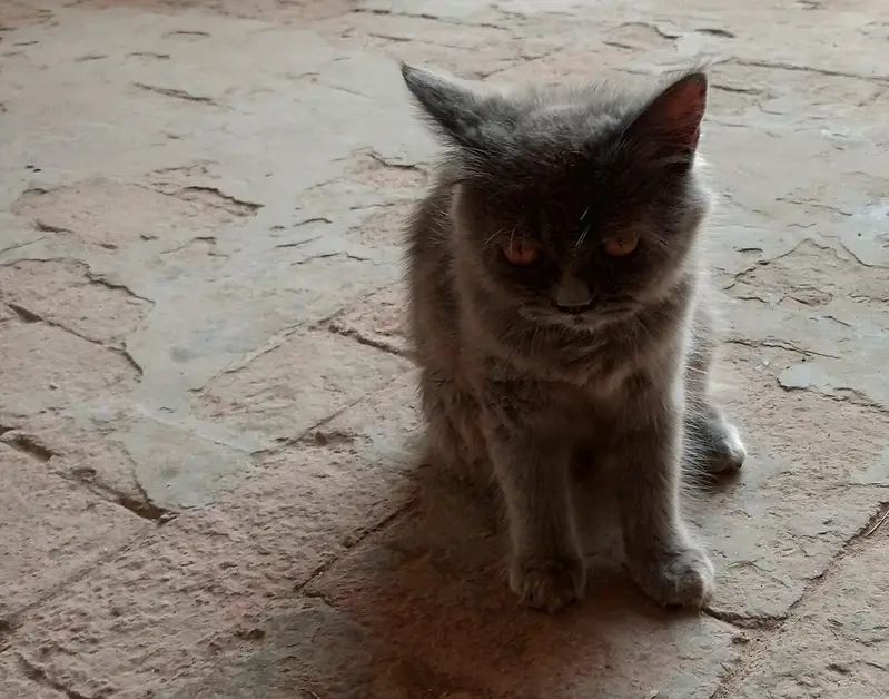 Persian Cat (Doll Face) — photo 4