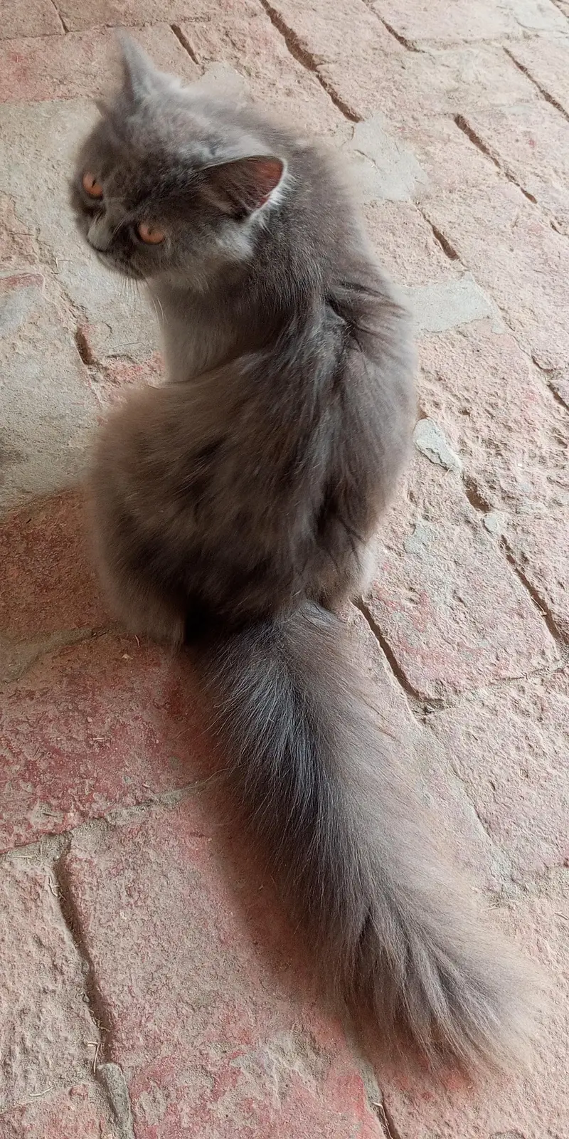 Persian Cat (Doll Face) — photo 5
